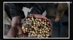 曹丰泽：同样是种大豆为何一江之隔产量